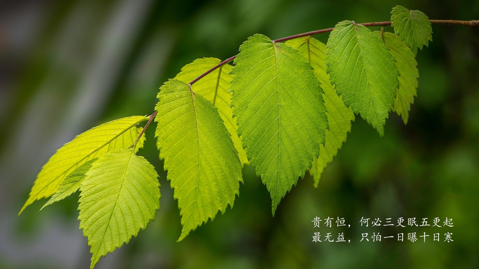 卢卡·东契奇在西班牙观看篮球比赛，球迷关注其瘦身效果，卢卡·东契奇视频