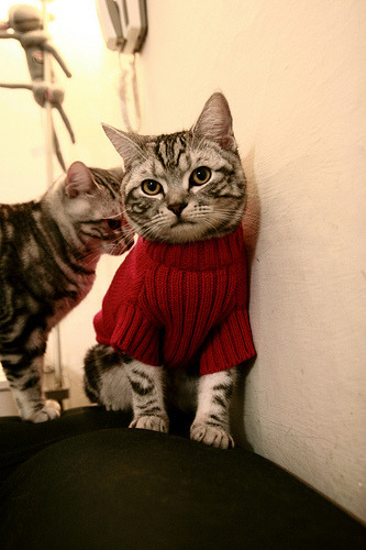 官方平台上线独家纪录片全景呈现球队成长与转型历程，足球 纪录片