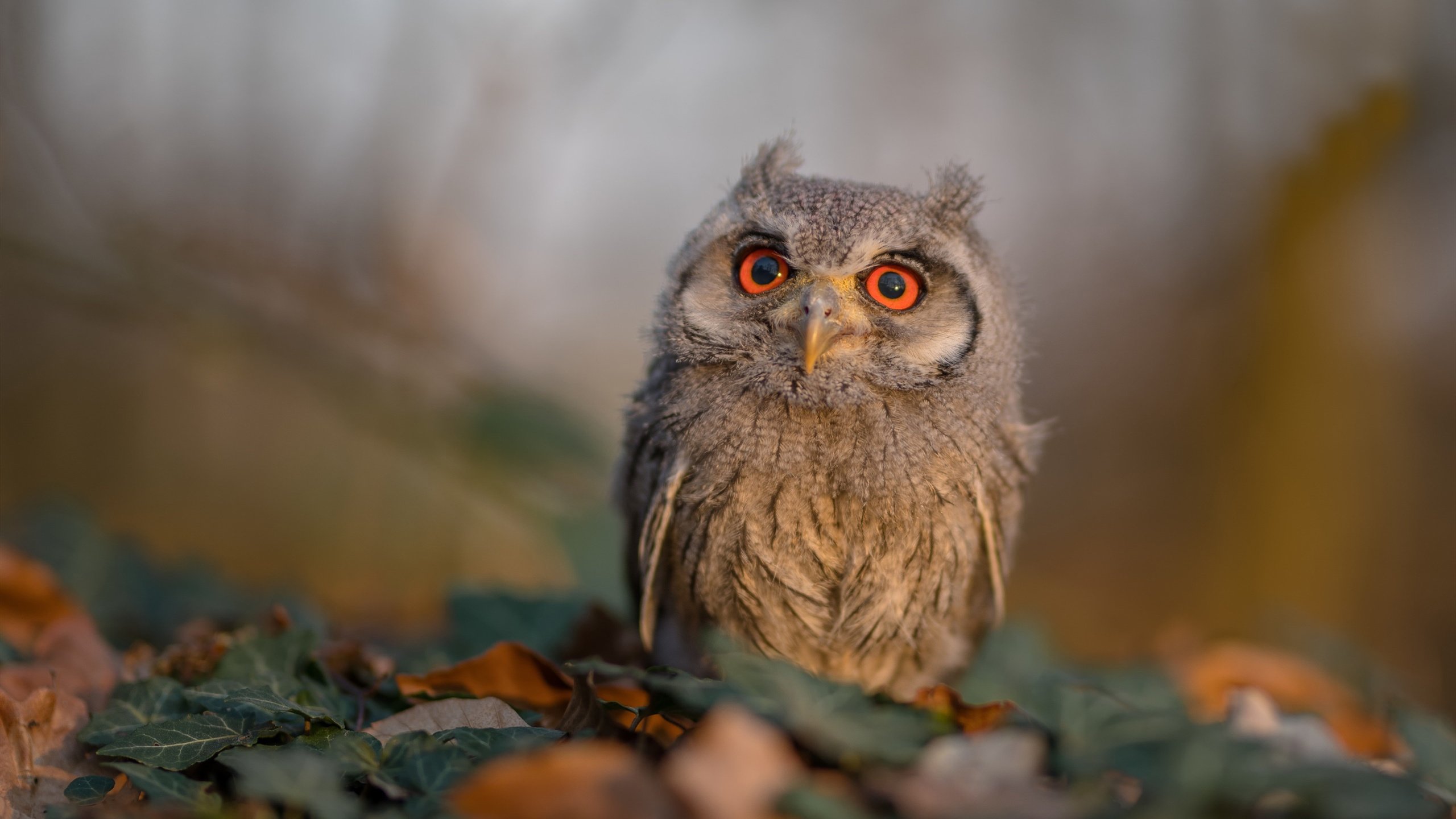 法甲期待无限：新星崛起，未来可期！，法甲新赛季宣传片